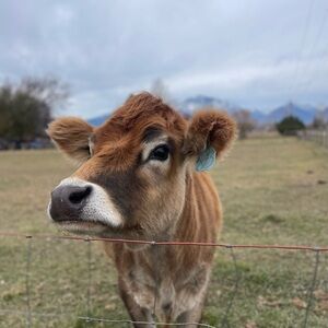 Meet your Posher, Natisha